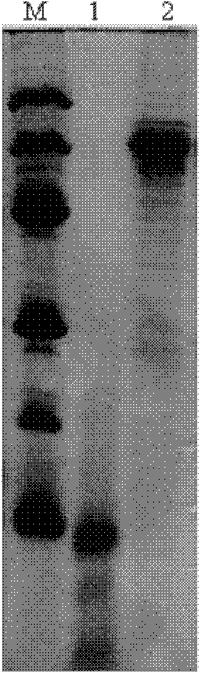 Preparation method of recombined human nerve growth factor based on insect baculovirus expression system