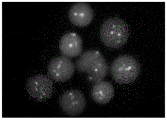 PML gene and RARA gene detection probe, preparation method thereof and reagent kit