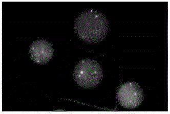 PML gene and RARA gene detection probe, preparation method thereof and reagent kit