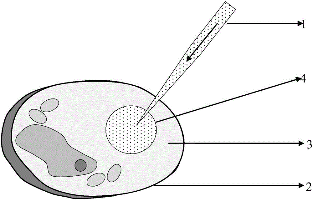 Preparation and application method for liquid fluorescent microsphere with cell tracing function