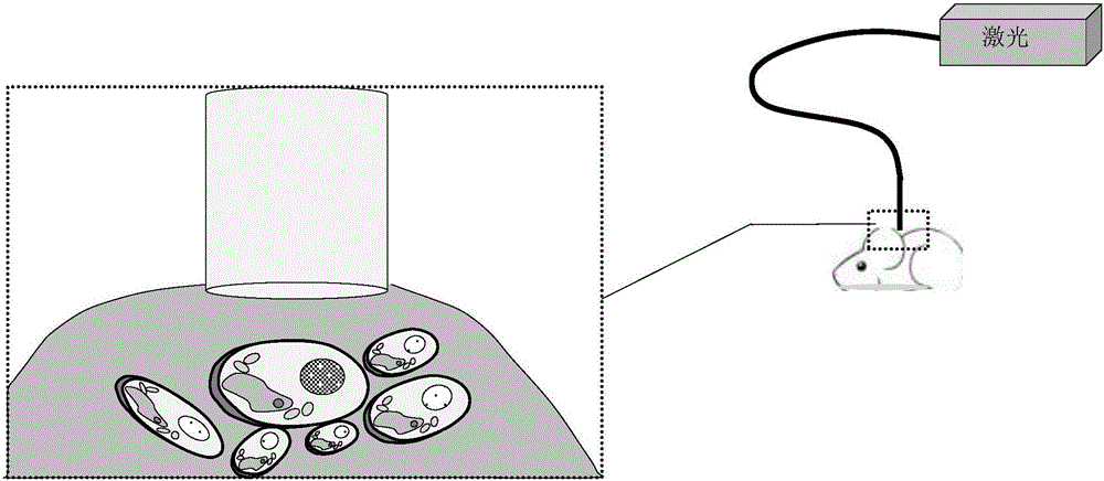 Preparation and application method for liquid fluorescent microsphere with cell tracing function