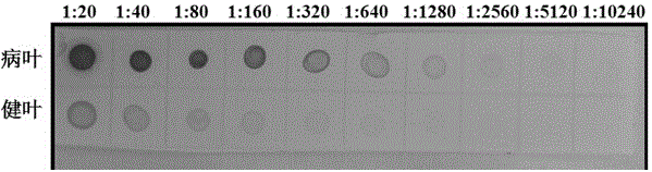 Hybridoma cell line secreting monoclonal antibody against watermelon mosaic virus and its application