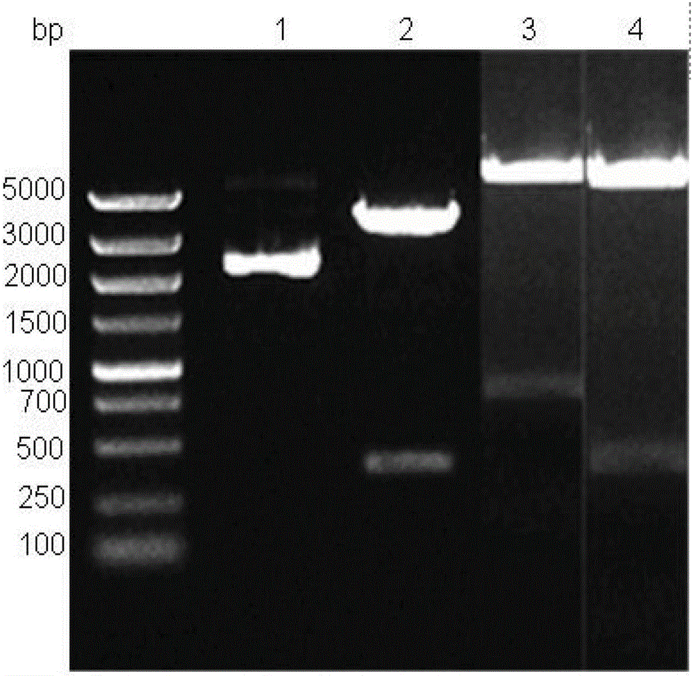 Expression plasmid system of recombinant sushi polypeptide, its construction method and application