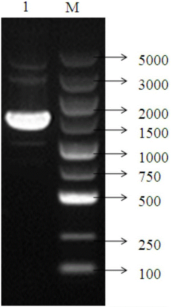 Probiotic antimicrobial peptide Enterocin P, and preparation method and application thereof