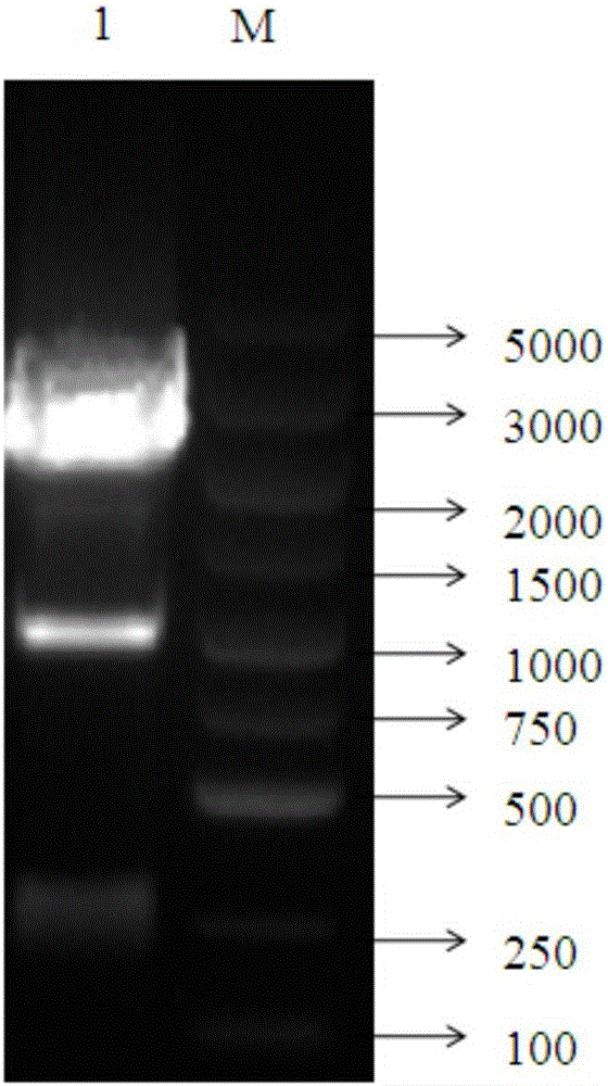 Probiotic antimicrobial peptide Enterocin P, and preparation method and application thereof