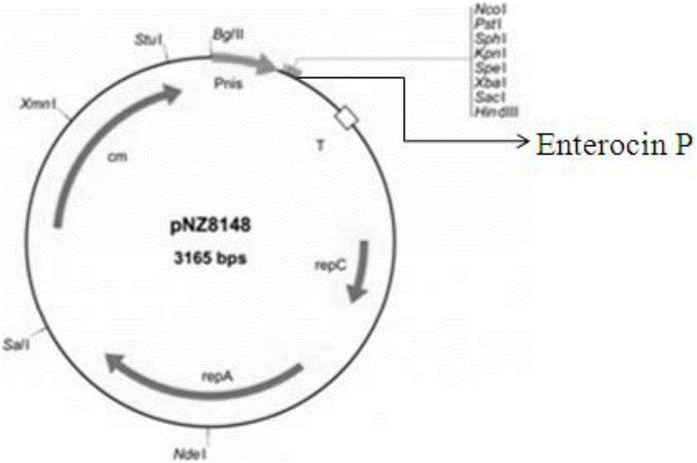 Probiotic antimicrobial peptide Enterocin P, and preparation method and application thereof