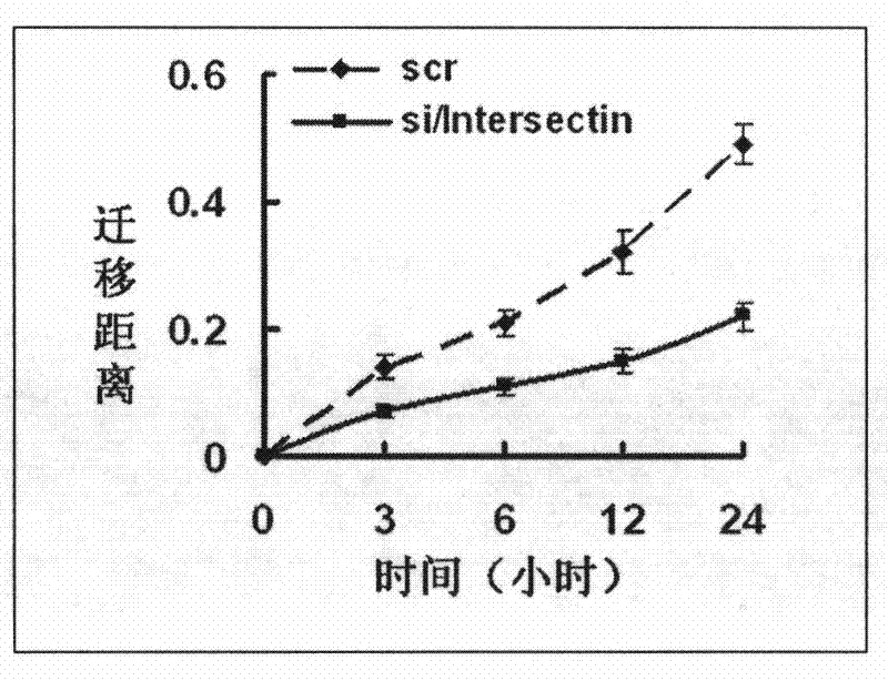 Bridge molecule 1-siRNA interference sequence and fusion expression vector thereof