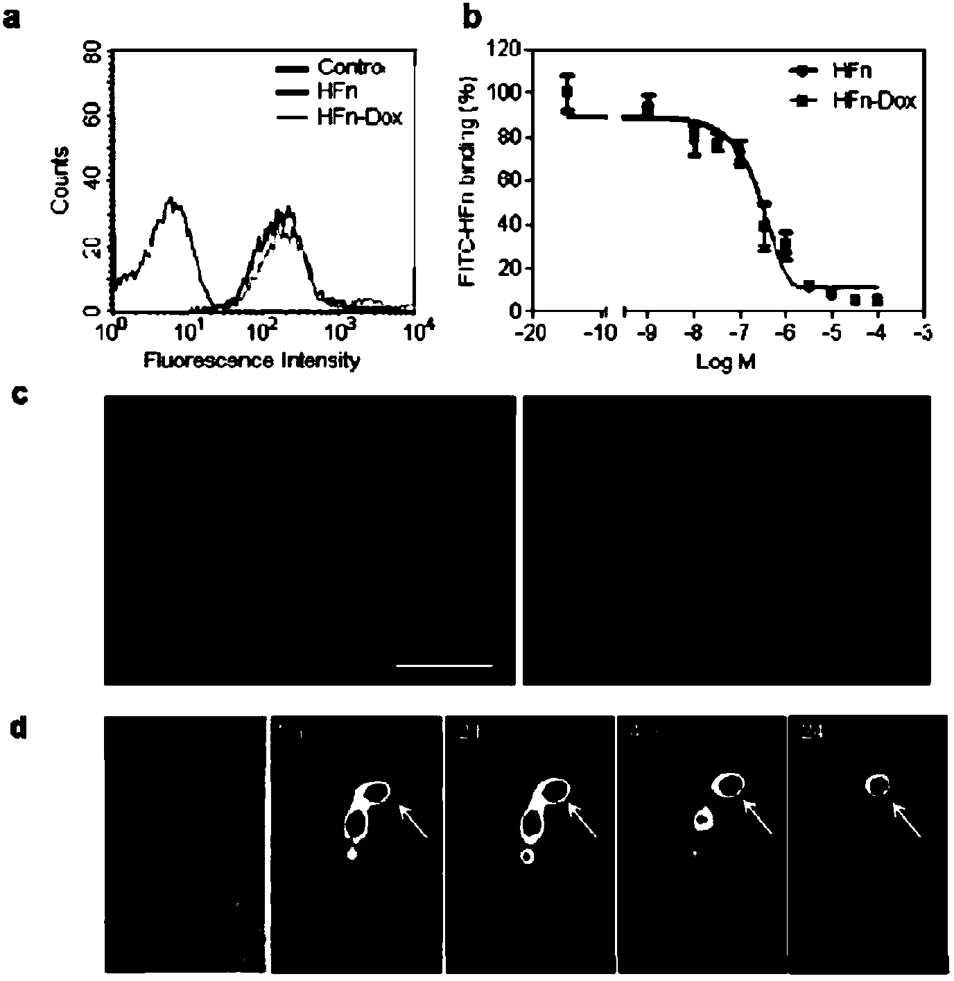 Drug carrier capable of realizing drug delivery specifically targeting tumor and application thereof