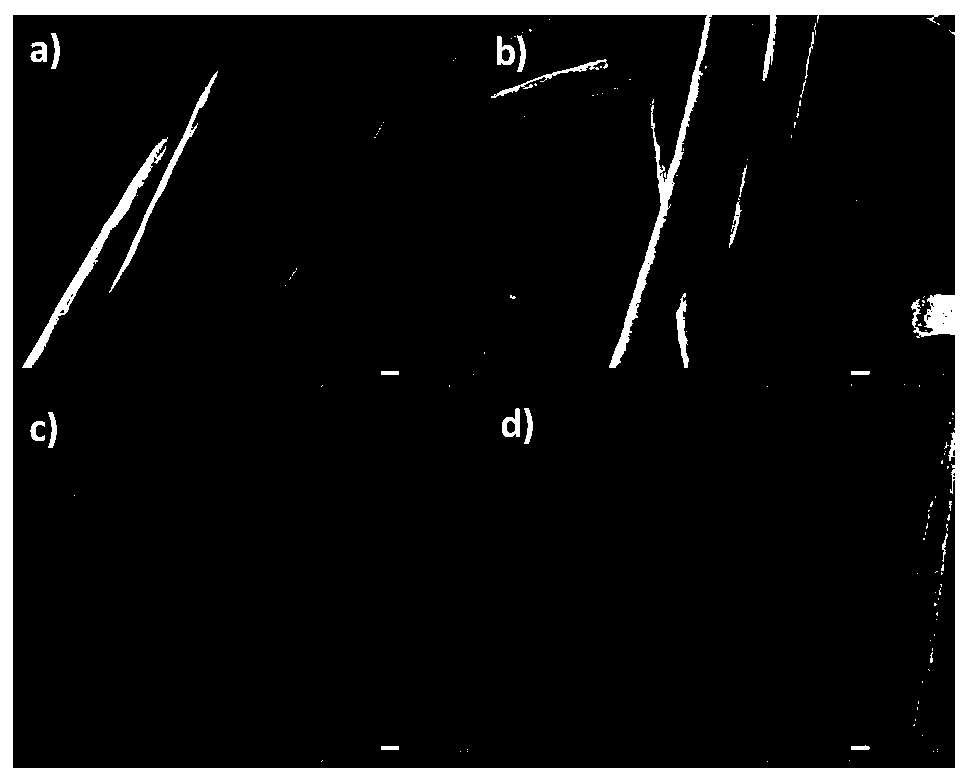 A kind of fiber immobilization method of fluorescent carbon nanomaterials