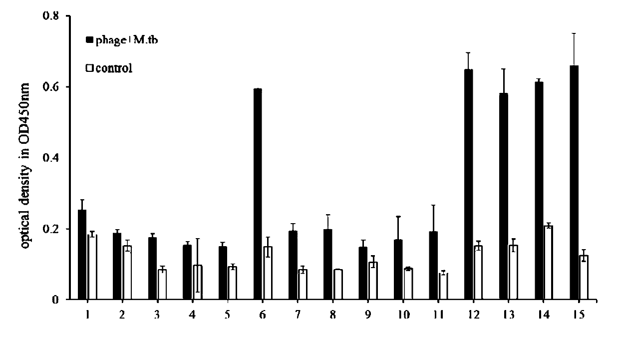 Amino acid sequence and nucleotide sequence specifically combined with mycobacterium tuberculosis and application thereof