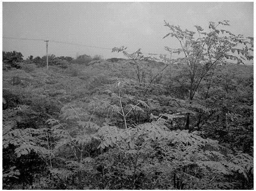 Planting and overwintering method of tropical plant horseradish trees in northern area