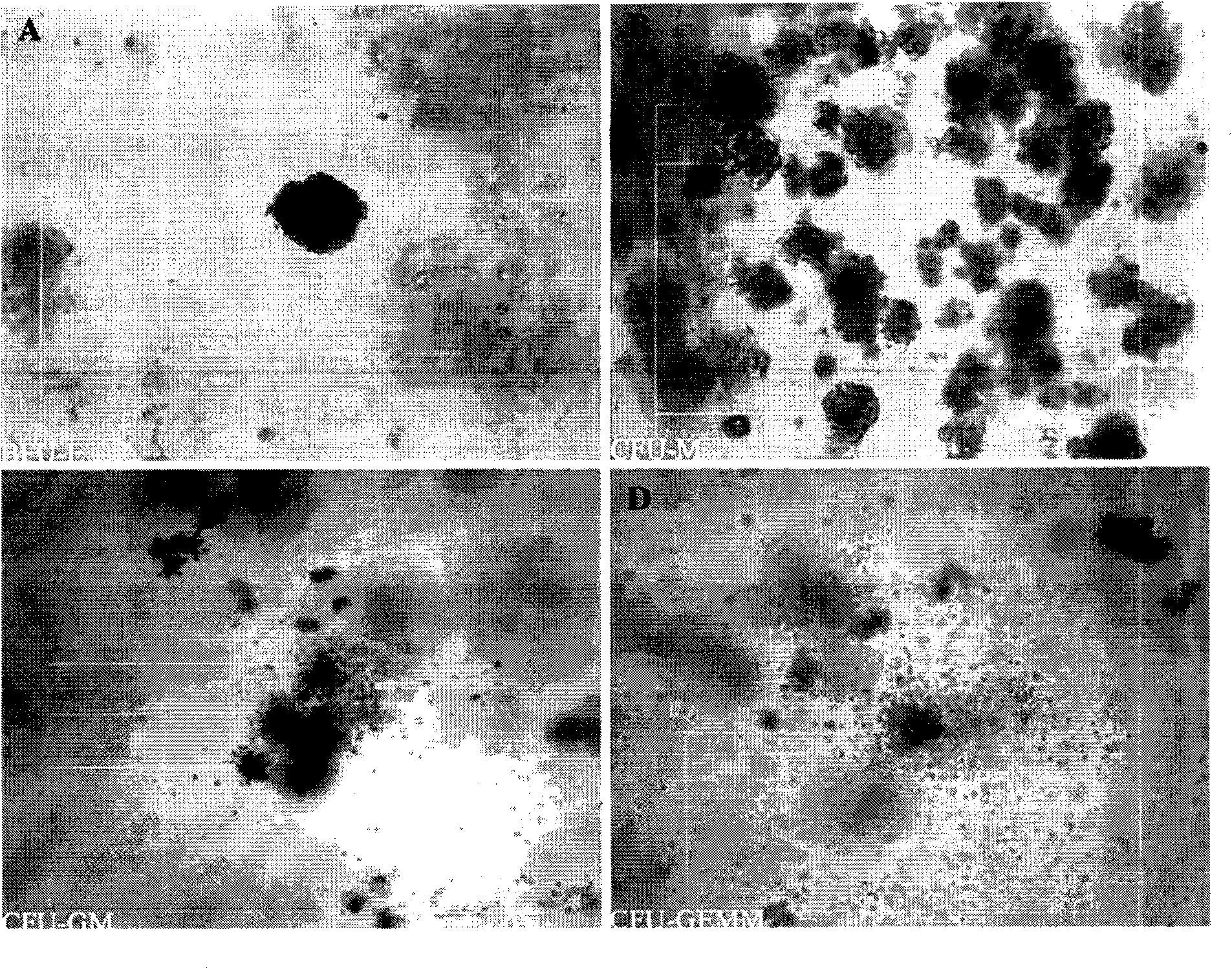 Method for enriching and extracting adult stem cells