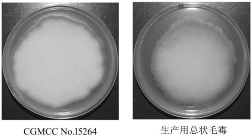 Mucor racemosus with high yield of linalool and linalyl acetate and application of mucor racemosus