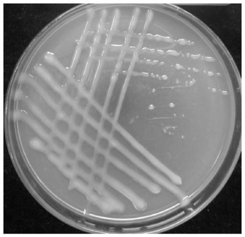 A kind of pea rhizobia strain vs13-1 and its application