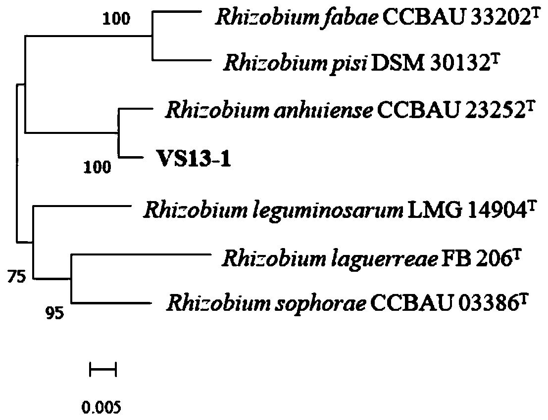 A kind of pea rhizobia strain vs13-1 and its application