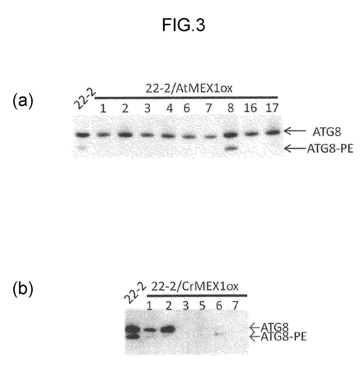 Algae and method for producing same, and method for producing biomass using said algae