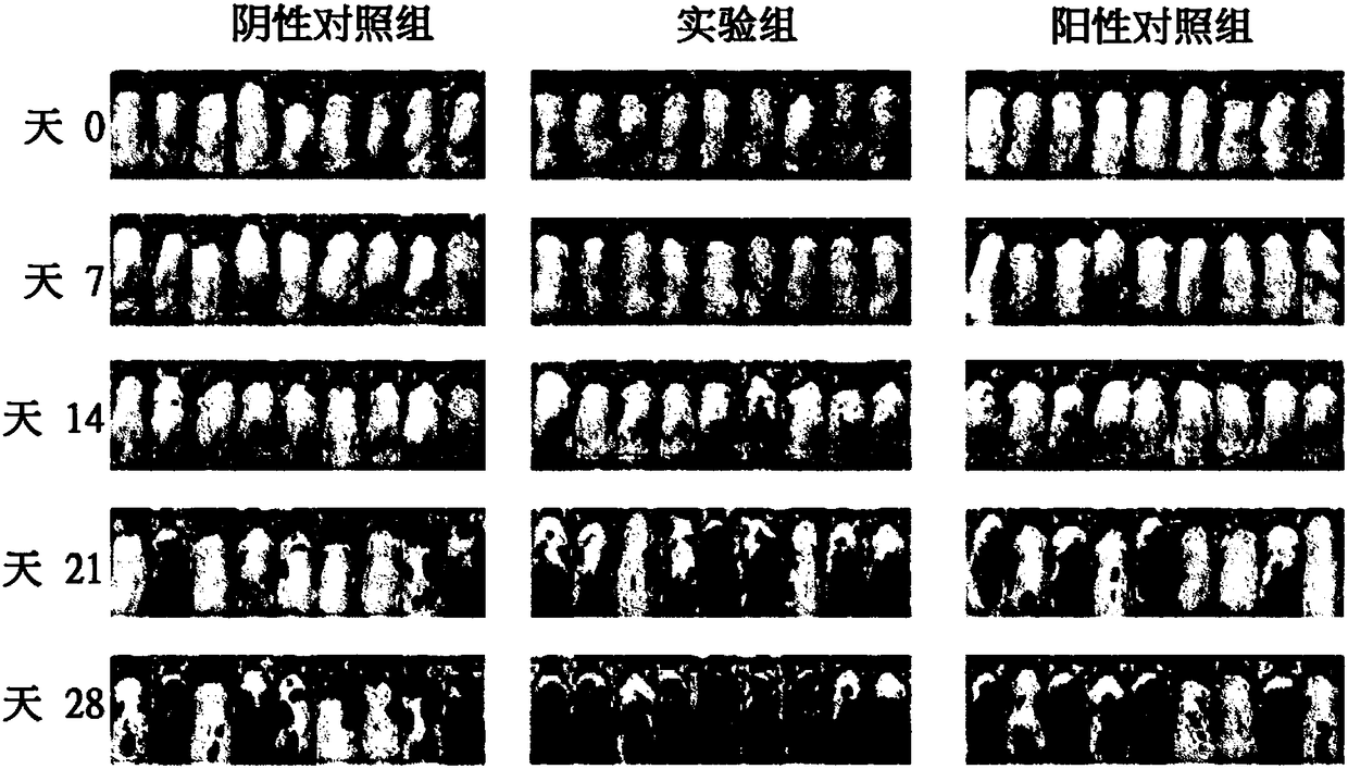 Composition for preventing or treating hair loss or promoting hair growth or hair restoration comprising diosmin as active ingredient