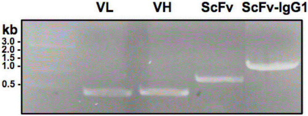 Fully human monoclonal antibody against tetanus toxin and derivative thereof, and preparation method and application thereof