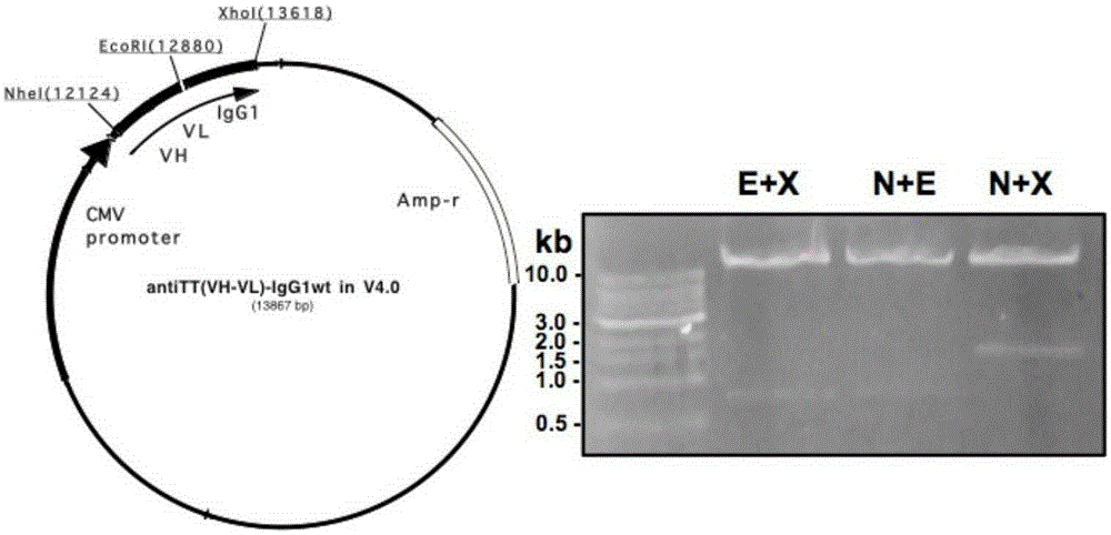 Fully human monoclonal antibody against tetanus toxin and derivative thereof, and preparation method and application thereof