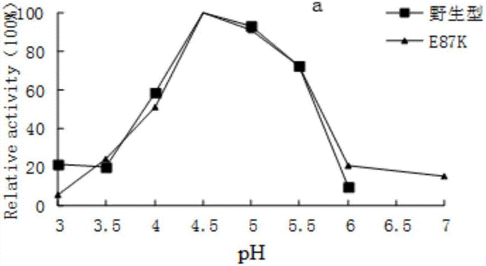 Preparation method and application of high-specific-activity amylase mutant