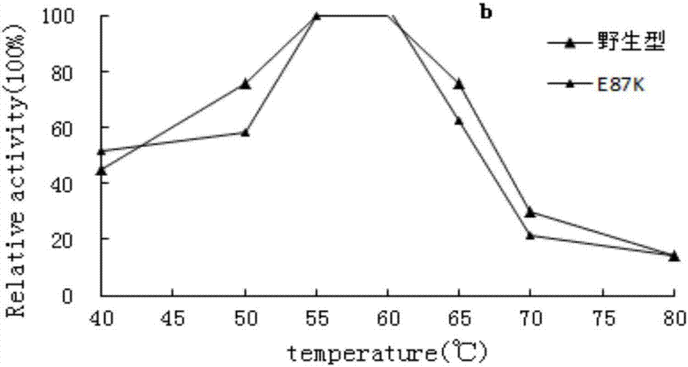 Preparation method and application of high-specific-activity amylase mutant