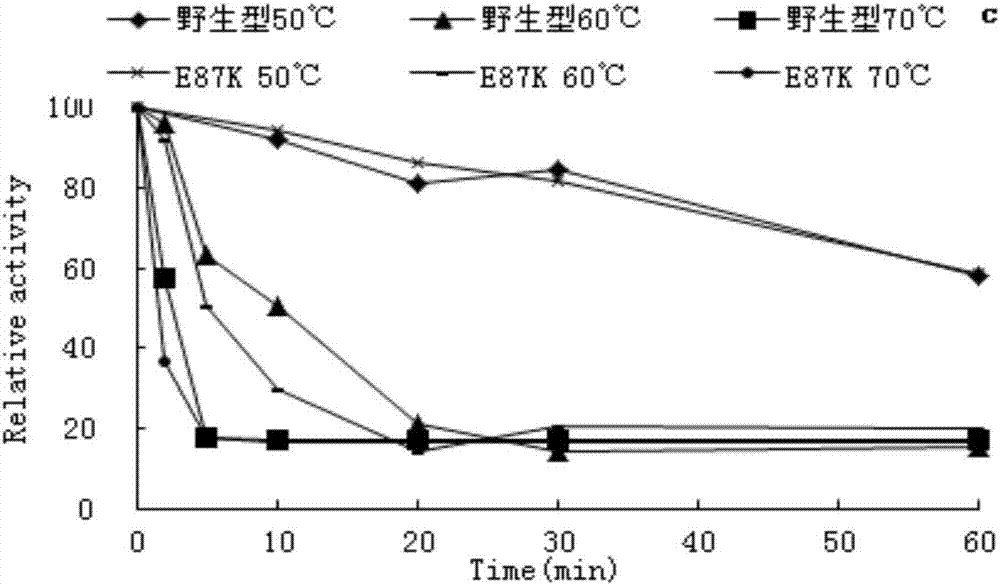 Preparation method and application of high-specific-activity amylase mutant