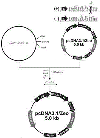 Method for constructing eukaryotic expression vector capable of efficiently expressing pig CYP1A1 genes