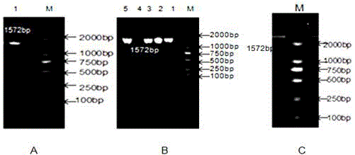 Method for constructing eukaryotic expression vector capable of efficiently expressing pig CYP1A1 genes