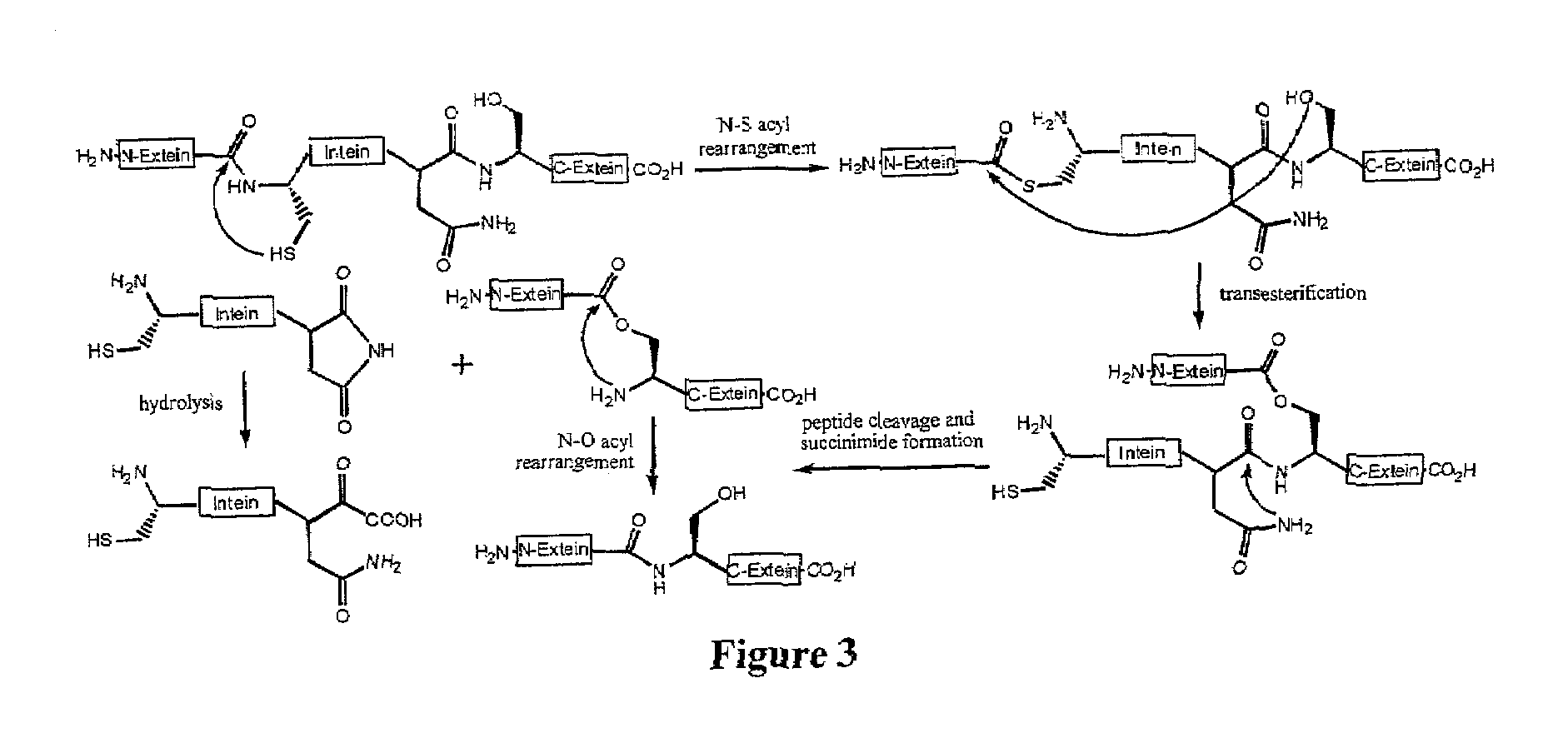 In vivo selection system for enzyme activity