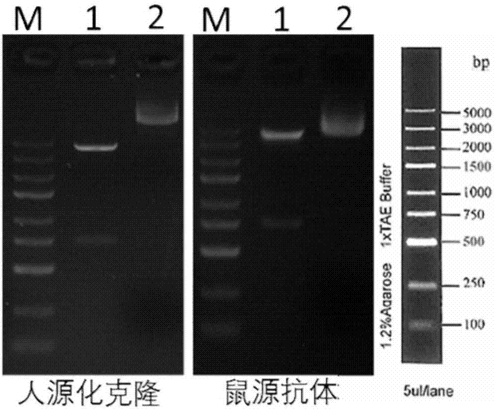 PDPN (podoplanin) gene targeted humanized chimeric antigen receptor and application thereof