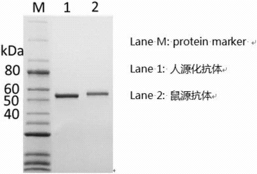 PDPN (podoplanin) gene targeted humanized chimeric antigen receptor and application thereof