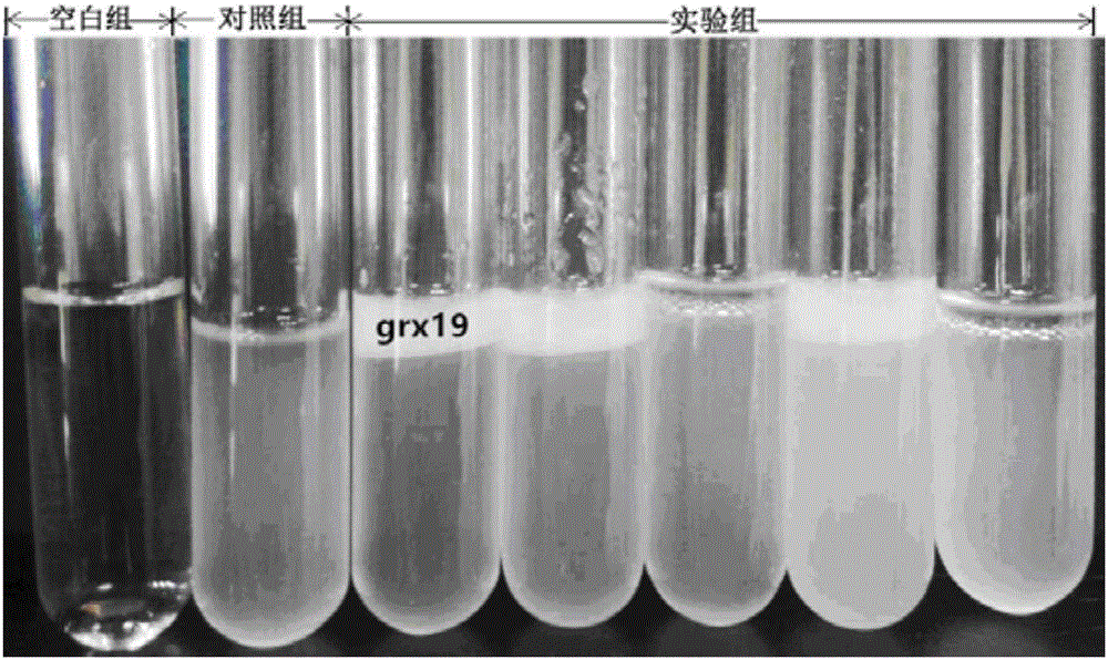 Application of lactobacillus rhamnosus grx19 in regulation of intestinal floras