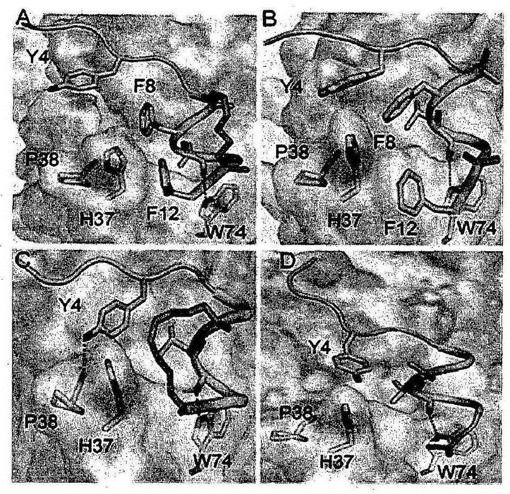 Stapling eif4e interacting peptides