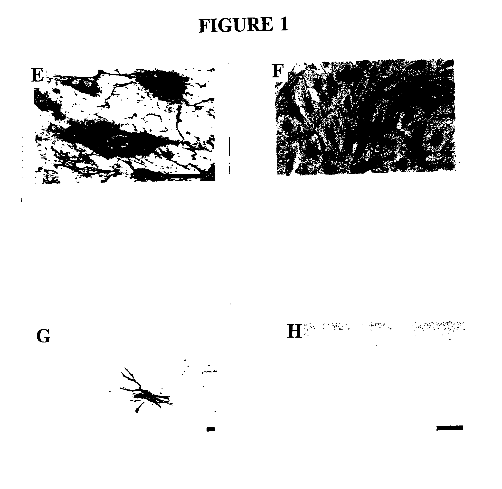 Method for culturing cells