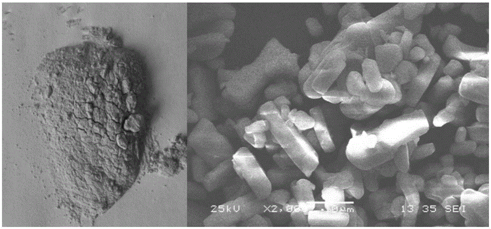 Method utilizing LED plant growth light source to promote seedling nursing of solanaceous vegetables