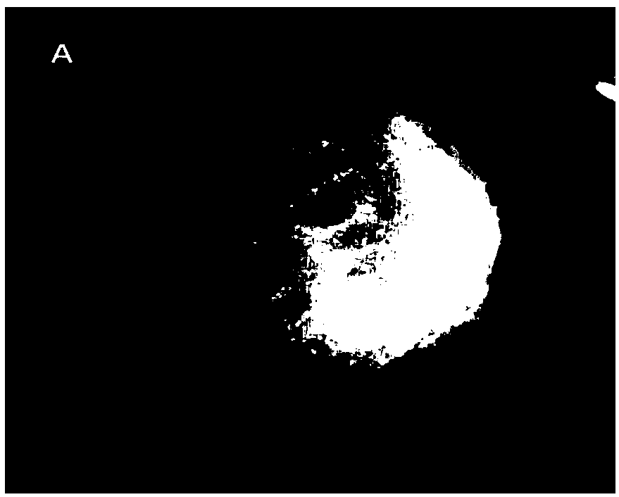 Regenerated cellulose-myofibrillar protein gel and preparation method thereof