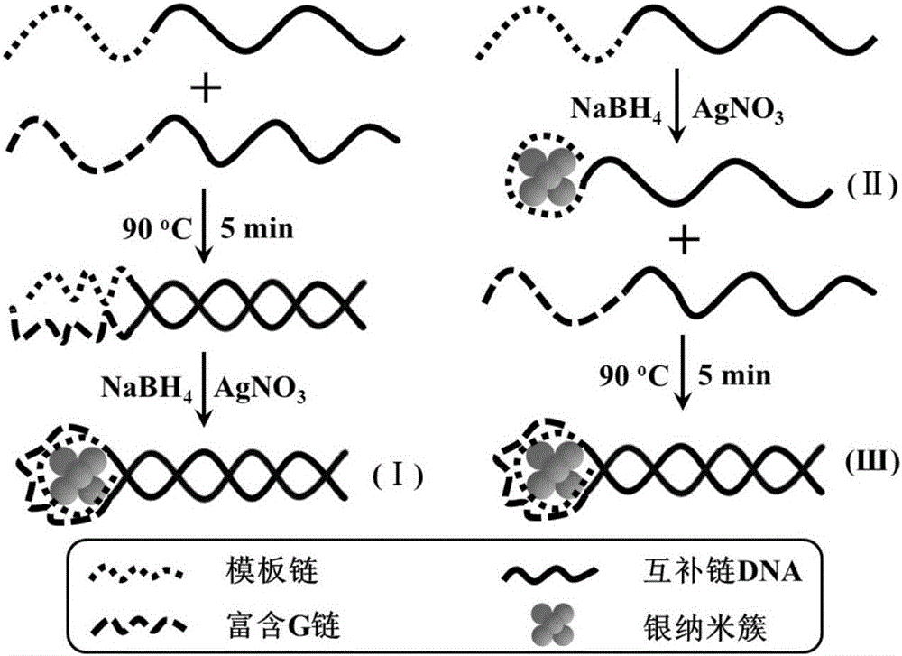 Fluorescent probe based on double-stranded DNA protection and application of same to preparation of drug used for detecting Plasmodium falciparum lactate dehydrogenase