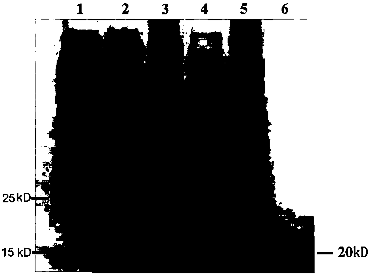 mTAT-hEGF-kCD47 fusion protein, construction method and application