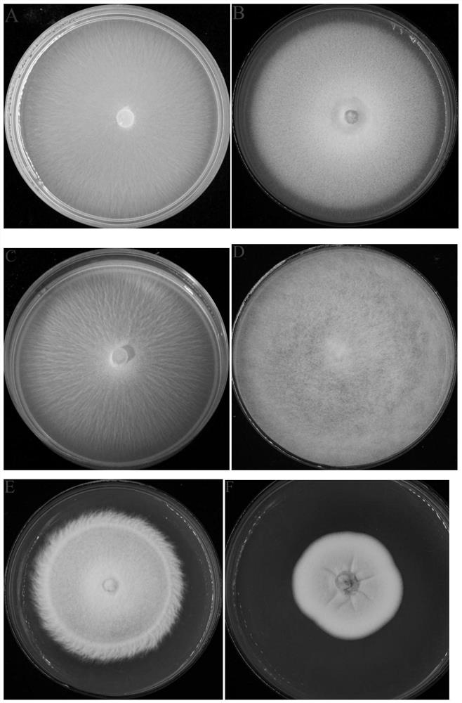 Specific sequence and application of a kind of citrus acid rot pathogen