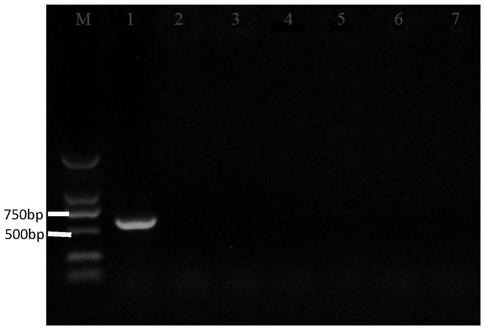 Specific sequence and application of a kind of citrus acid rot pathogen