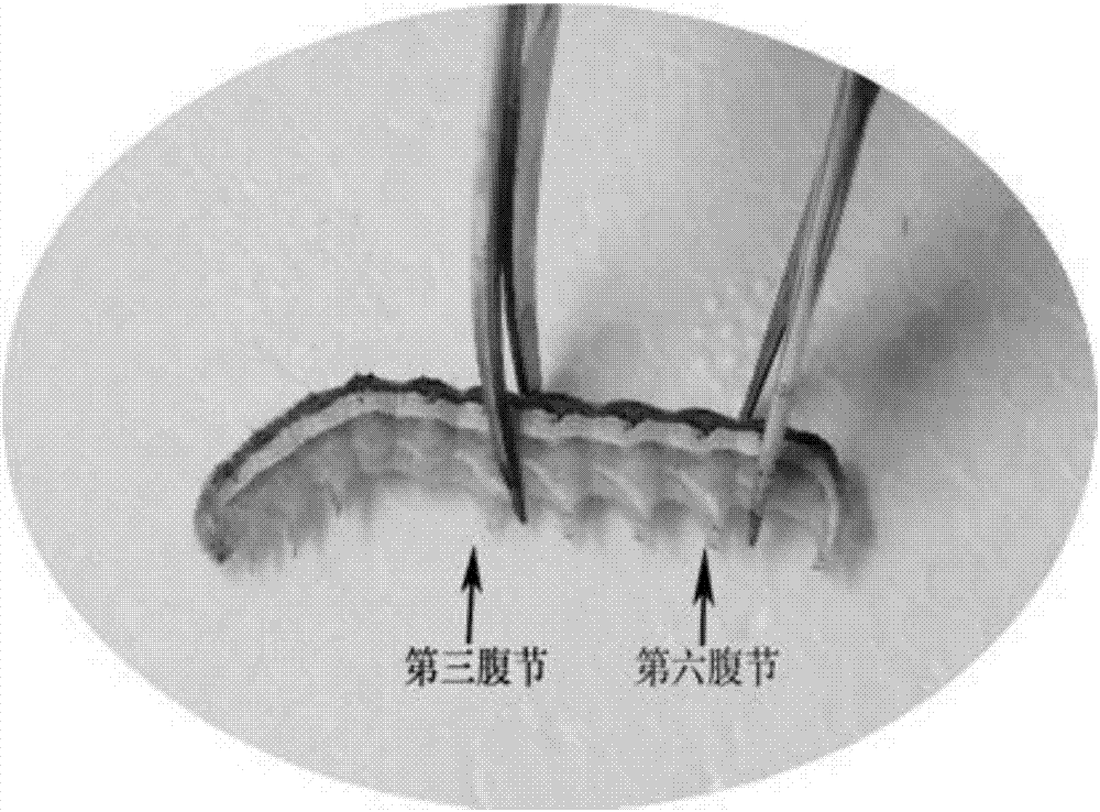 Rapid acquisition method of lepidopterous larvae midgut