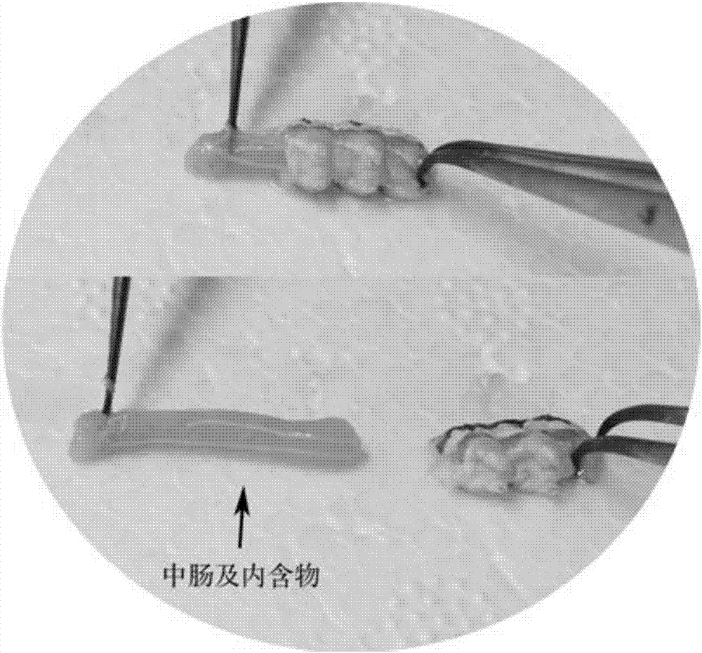 Rapid acquisition method of lepidopterous larvae midgut