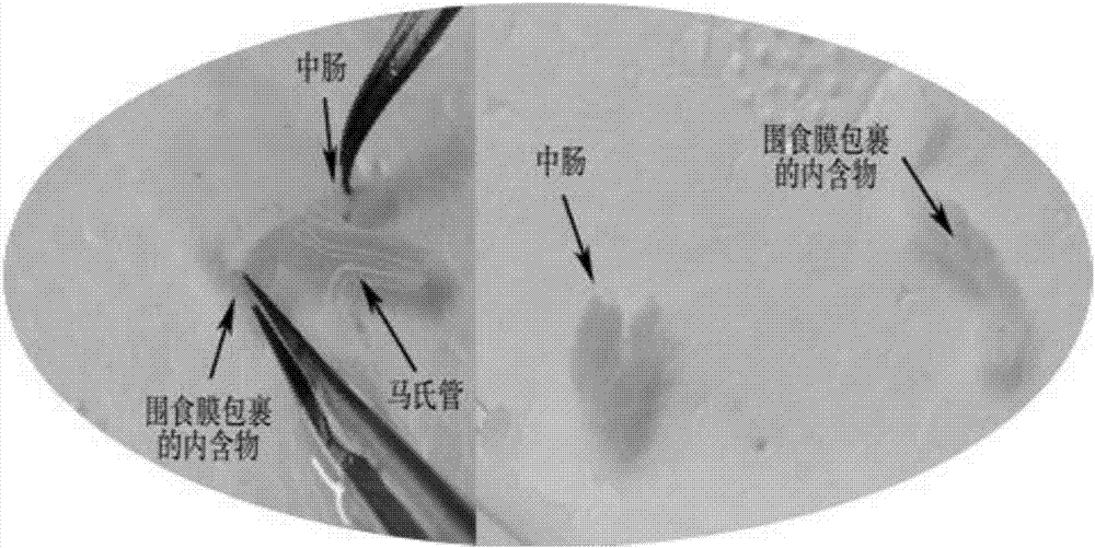 Rapid acquisition method of lepidopterous larvae midgut