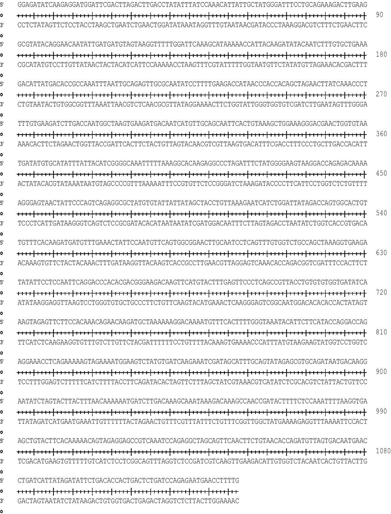 Escherichia coli containing recombinant adenovirus plasmids and applications of recombinant adenovirus plasmids