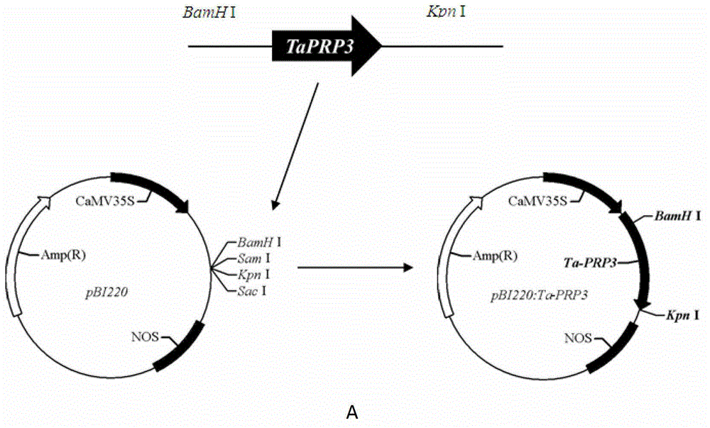 Proline-rich protein gene as well as expression vector and application thereof