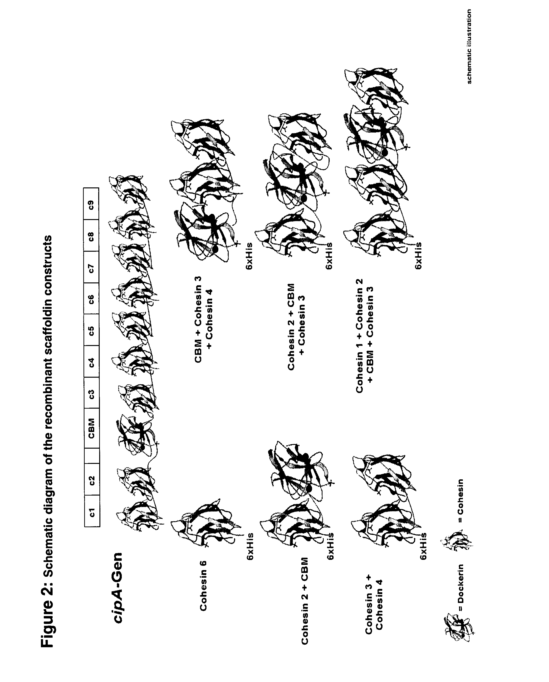 Artificial cellulosome and the use of the same for enzymatic breakdown of resilient substrates