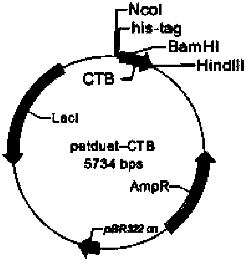 Drug-delivery carrier protein based on cholera toxin CT structure as well as in-vitro construction method and application of drug-delivery carrier protein