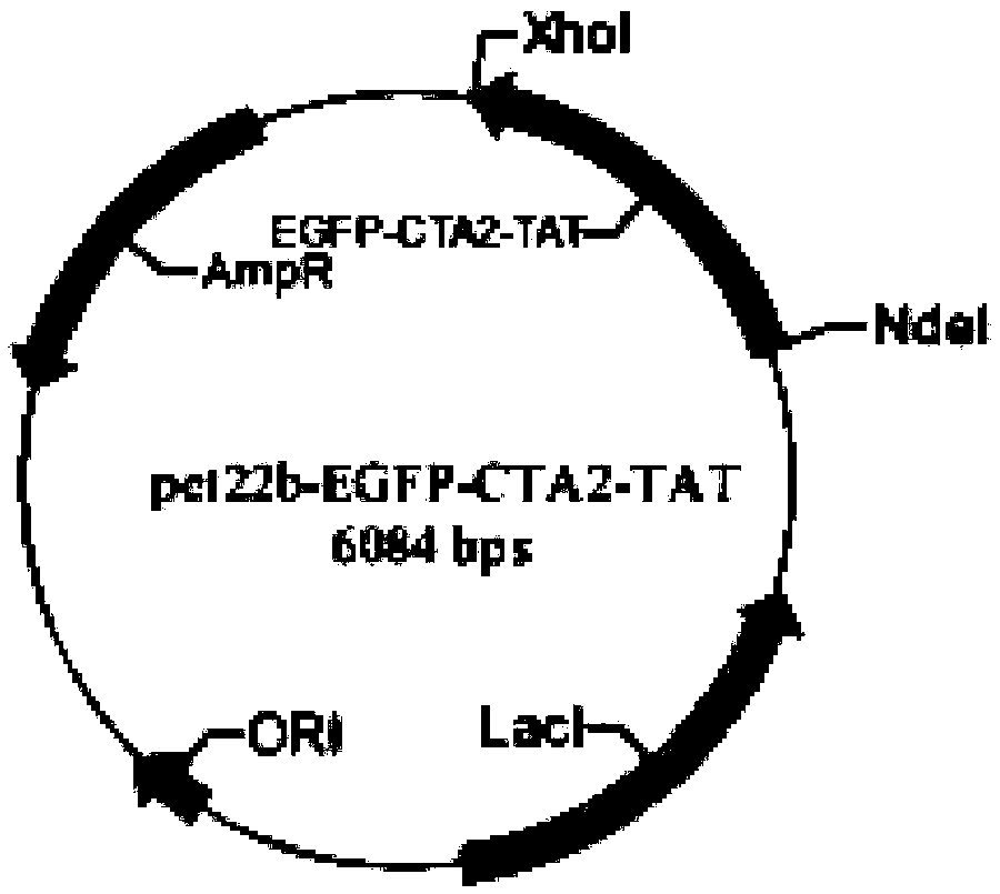 Drug-delivery carrier protein based on cholera toxin CT structure as well as in-vitro construction method and application of drug-delivery carrier protein