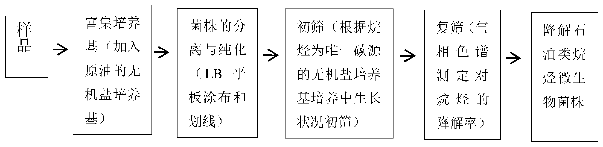 Microbial strain for degrading long-chain alkanes and application of microbial strain