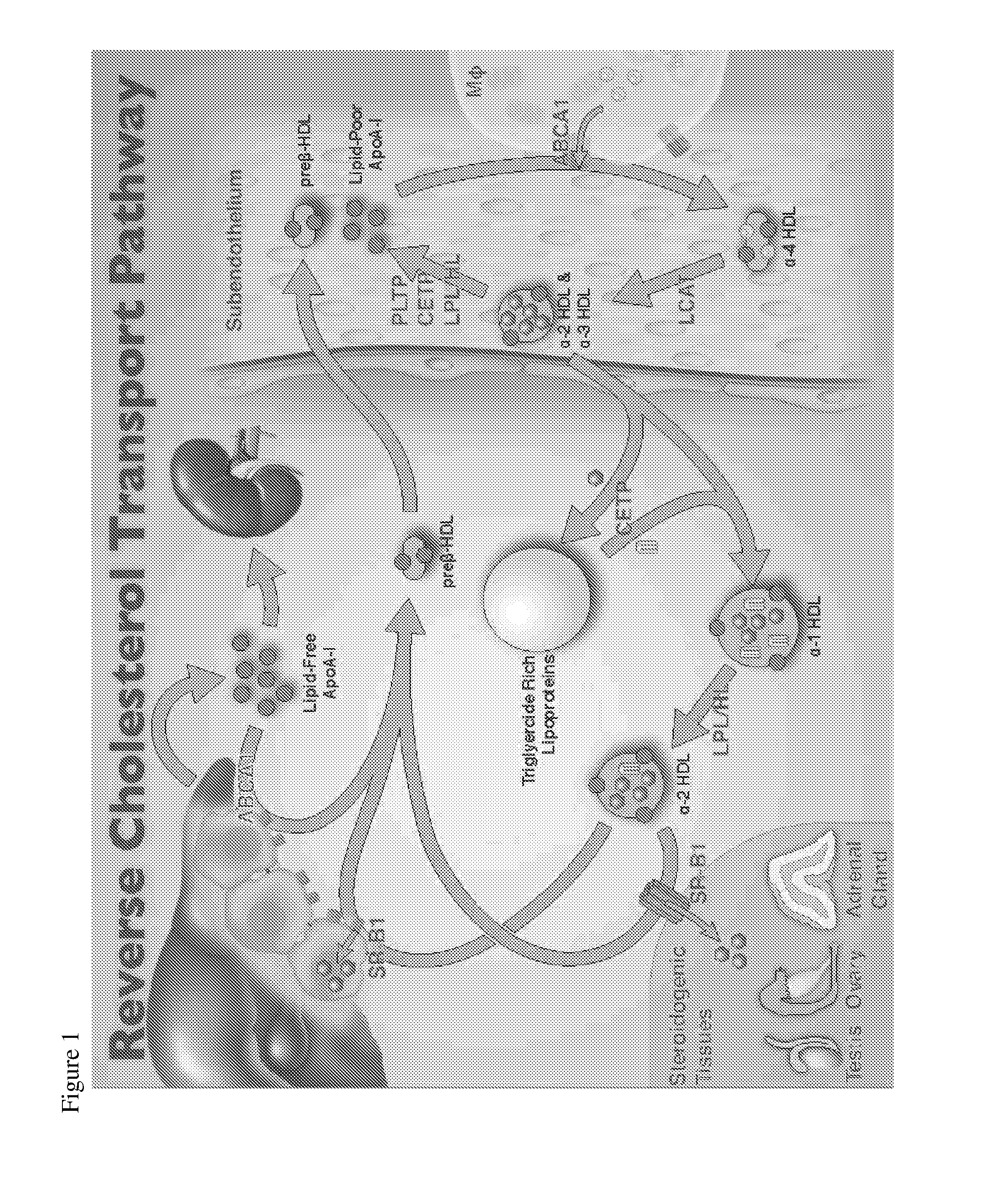 Compositions and methods to assess the capacity of hdl to support reverse cholesterol transport